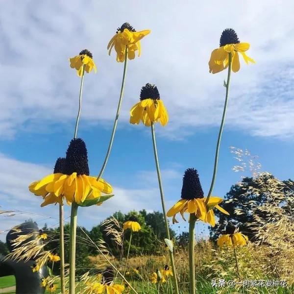 25種觀賞草,觀葉、賞花、好養、皮實,是花園最不可缺少的美景 25種觀賞草,觀葉、賞花、好養、皮實,是花園最不可缺少的美景