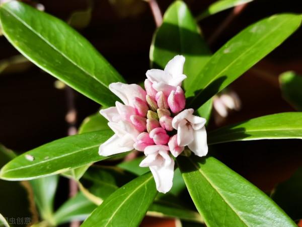 買前看不上,養過後真香!這10種小花草,每一種都是“顏值擔當” 買前看不上,養過後真香!這10種小花草,每一種都是“顏值擔當”