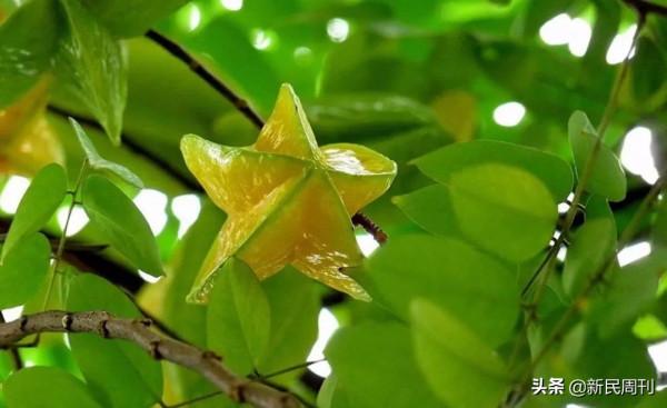 日本限制水果品種流出?良種需要引進來走出去 日本限制水果品種流出?良種需要引進來走出去