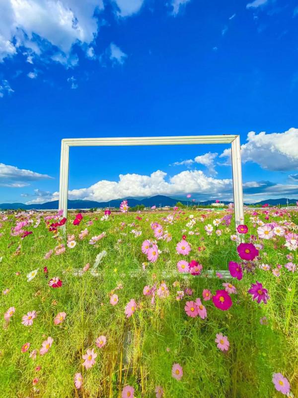 你不會種花，總該是會欣賞花吧，欣賞會有收穫的