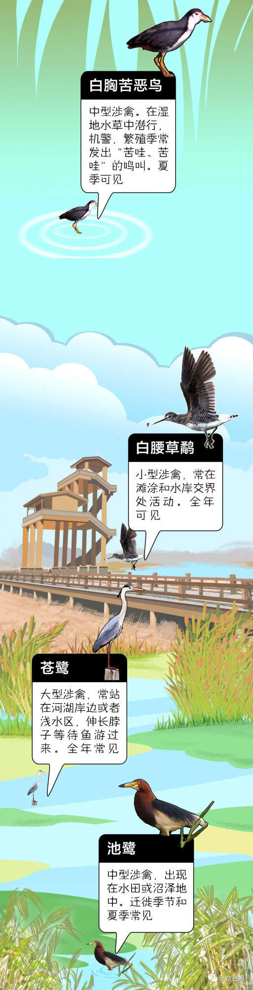 北 京 百 鳥 圖 鑑