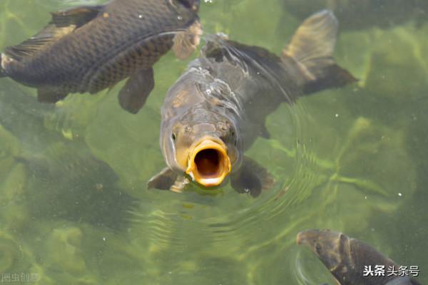 秋季野釣鯉魚 秋季野釣鯉魚