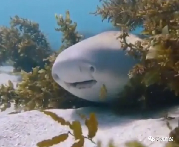 國外一條鯊魚張開魚嘴，竟打出一個大哈欠，有些像人偷懶的時候