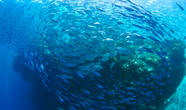度假觀光特輯|仙本那:潛水迷的天堂,海底世界美到爆 度假觀光特輯|仙本那:潛水迷的天堂,海底世界美到爆