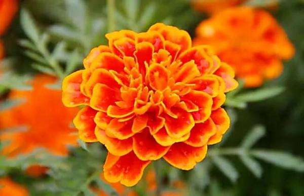 萬壽菊及常見品種介紹 萬壽菊及常見品種介紹