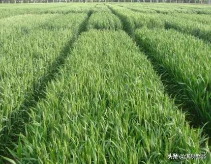 就“如何種好今年小麥”回答種植戶提問 就“如何種好今年小麥”回答種植戶提問