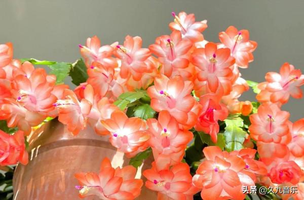 分享——美麗動人的蟹爪蘭