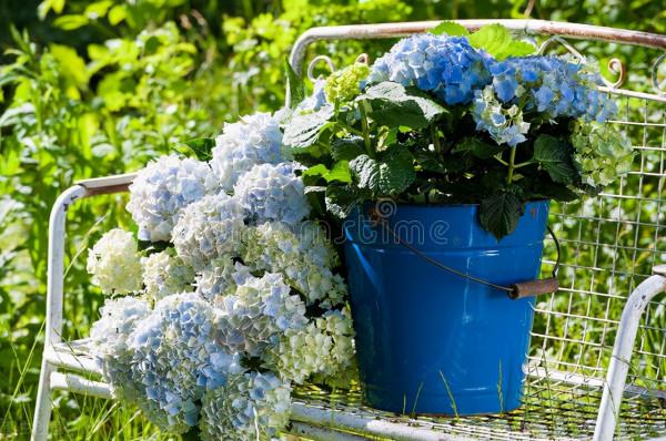 秋冬季節最容易“造假”的花草清單，購買需謹慎，擦亮眼睛