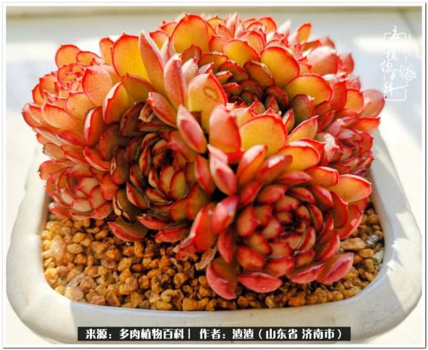 一個不稱職90後的闡述：何以解憂？唯有多肉