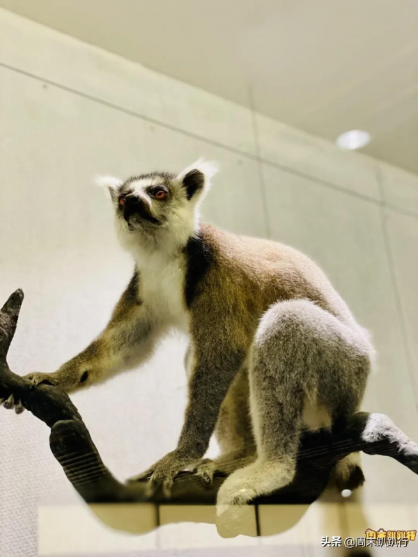 親子打卡!科學探索,細菌好有趣啊,參觀1000+件標本 親子打卡!科學探索,細菌好有趣啊,參觀1000+件標本