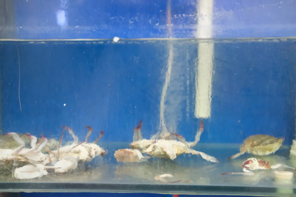 最近做夢都夢到吃海鮮，馬上跑到寧波吃個痛快