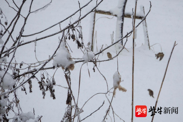句容赤山湖，漫天飛雪若夢境