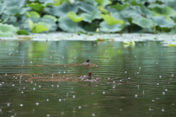 雨中苦竹溪 享受生態美