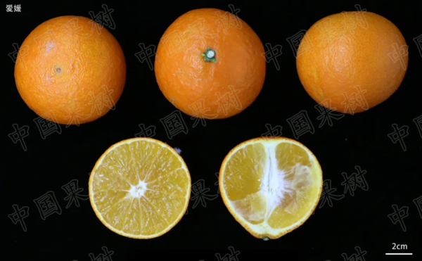 2021年中國柑橘產業報告