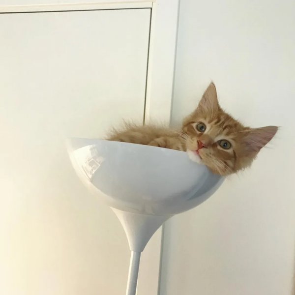 出生不幸的小橘貓，愛上了戶外旅行，擺脫了十橘九胖的魔咒