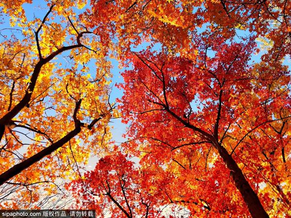 延慶區賞紅葉指南→