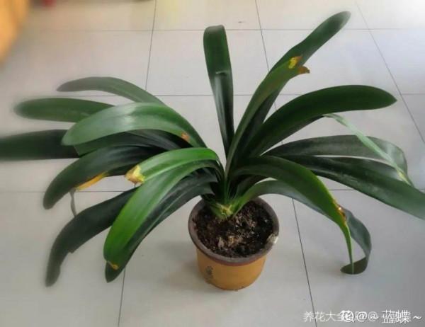 7種花有個小機關,找對位置開啟它,新芽爆滿盆 7種花有個小機關,找對位置開啟它,新芽爆滿盆