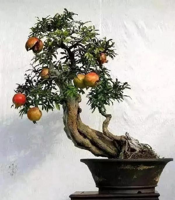 中國盆栽藝術之精品