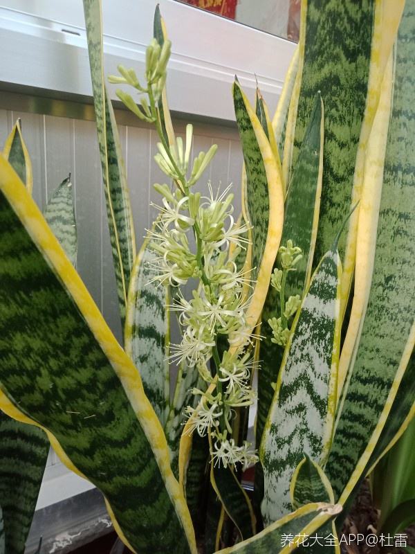 1種花適合小花盆，盆小水少，越擠長得越好