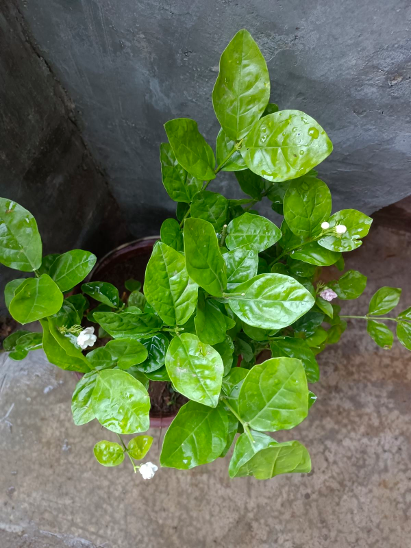 6種植物自帶香氣,家裡種上一盆,簡直就是“活香水” 6種植物自帶香氣,家裡種上一盆,簡直就是“活香水”