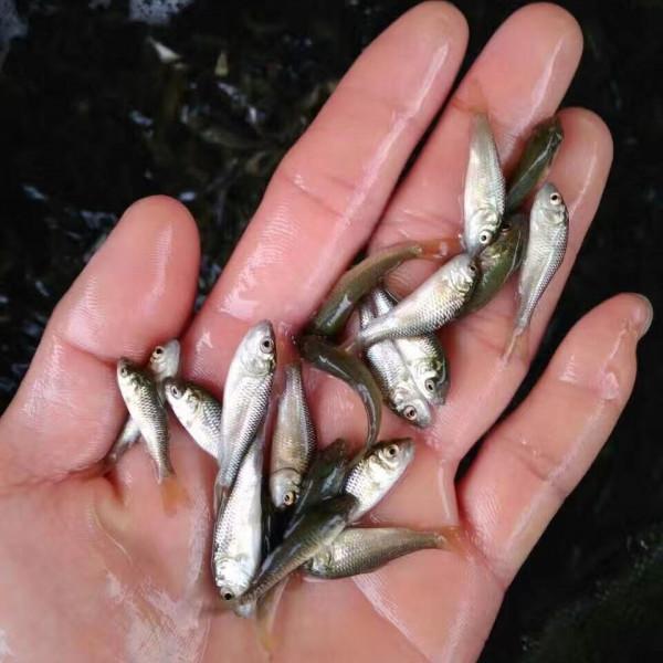 澳大利亞重金通緝一條鯉魚，懸賞500萬！這條鯉魚究竟做了什麼？