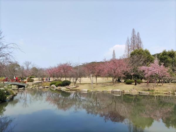 黿頭渚櫻花先睹為快