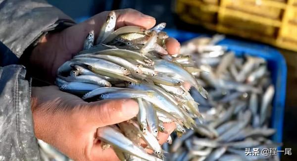 冬季北方釣友最喜歡的魚—池沼公魚作釣攻略!3分鐘學會,純乾貨 冬季北方釣友最喜歡的魚—池沼公魚作釣攻略!3分鐘學會,純乾貨