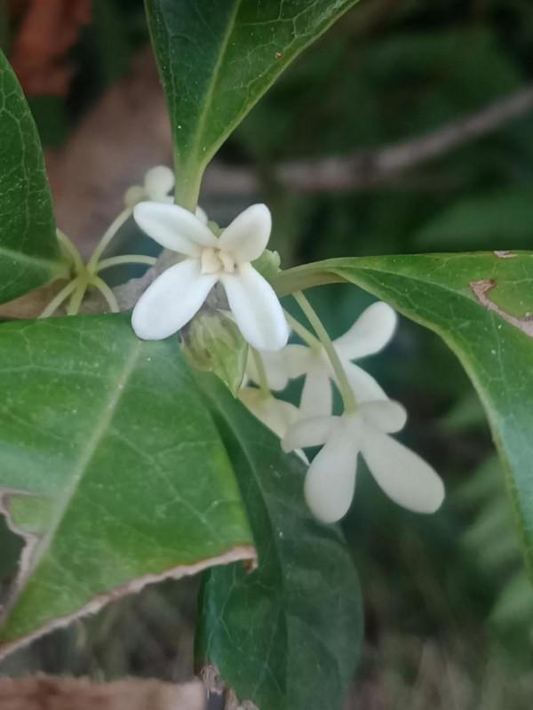 顯擺也許是人的一種本能