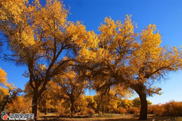 邂逅醉美金秋胡楊林