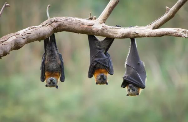 它們是地球上,唯一真正會飛翔的哺乳動物,可是卻不怎麼引人注目 它們是地球上,唯一真正會飛翔的哺乳動物,可是卻不怎麼引人注目