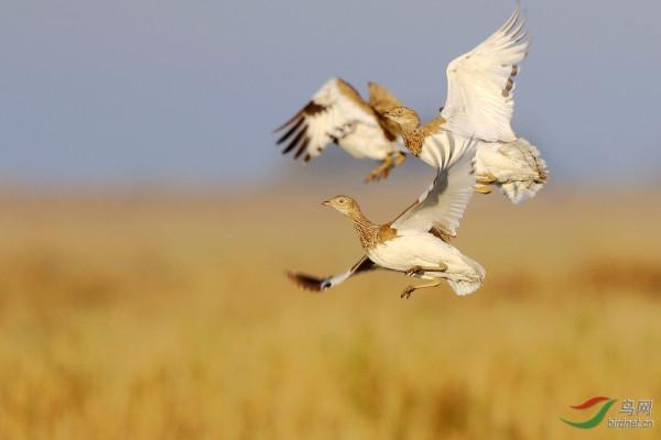 新疆大鴇、小鴇，太美啦，獵殺要坐牢