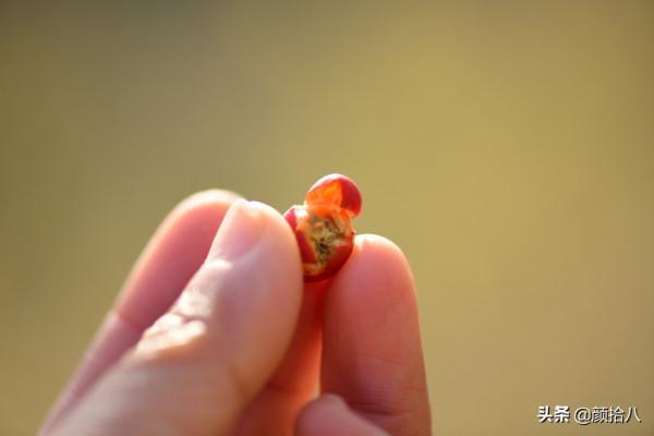 鳥兒們過冬必備 - 紅透整個冬日的迷你山楂果 |園丁