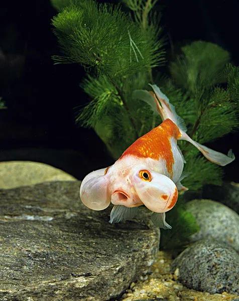 還是不建議新手朋友上手的國粹傳承金魚——水泡子