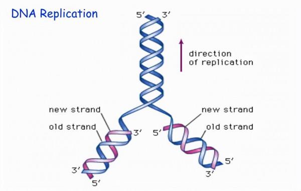 人類為何不能永生?科學家:人類都是“打工仔” 人類為何不能永生?科學家:人類都是“打工仔”