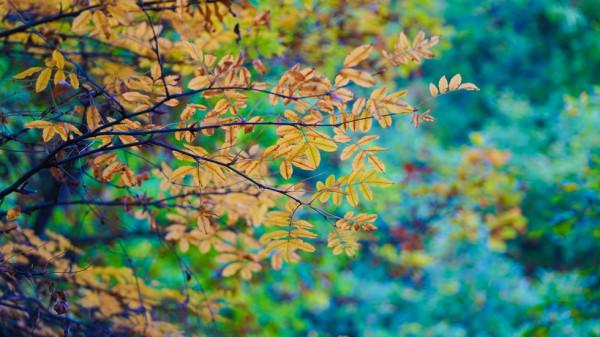 一葉知秋 興隆秋景如畫