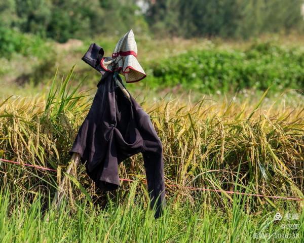 「視覺廣東」稻草人