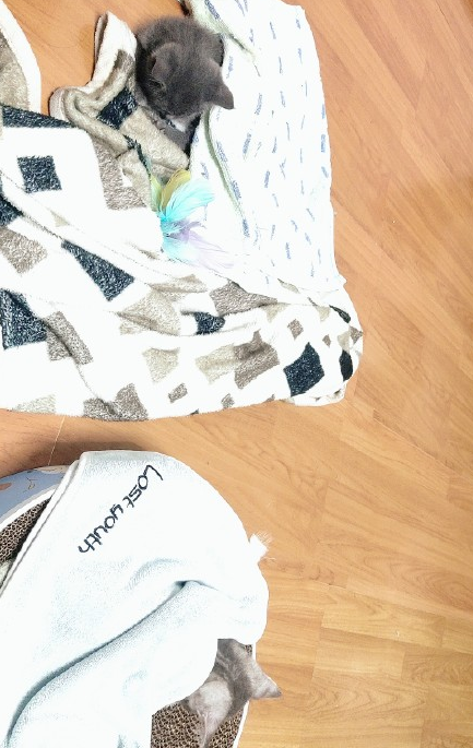 我和貓咪的相遇結緣，就像是一場奇妙的際遇，攜手同行