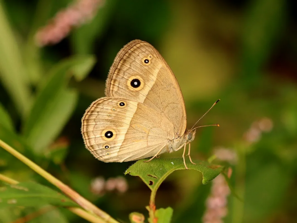 【探索】又到賞蝶季,你知道上海的常見本土蝴蝶有哪些嗎?奉上攻略→ 【探索】又到賞蝶季,你知道上海的常見本土蝴蝶有哪些嗎?奉上攻略→