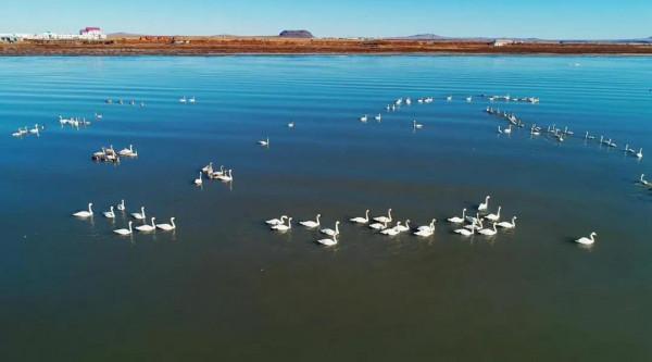 達裡湖觀鳥季 | 天鵝在等你