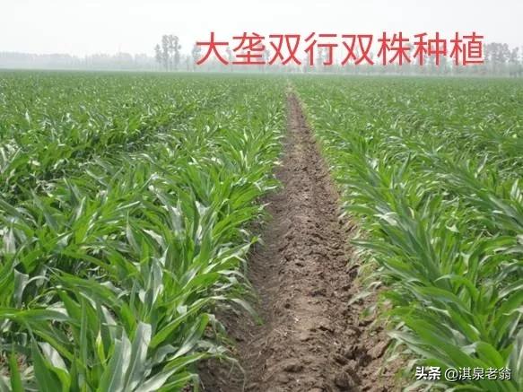 玉米種植一穴單株、雙株、三株，哪種模式高產？看後有答案