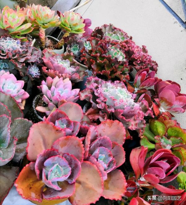 多肉圈子太亂,比娛樂圈都亂,花錢交智商稅,上當的還不少 多肉圈子太亂,比娛樂圈都亂,花錢交智商稅,上當的還不少