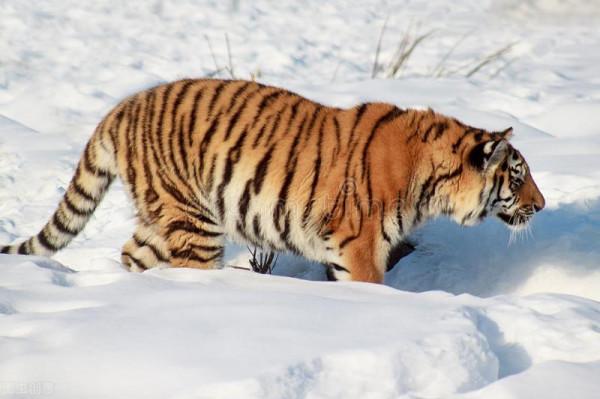 東北虎最喜歡去的“牛餐館”——吉林省琿春市哈達門鄉河山村