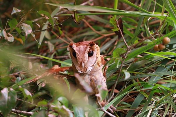 喜迎COP15大會 雲南普洱放歸85只野生動物