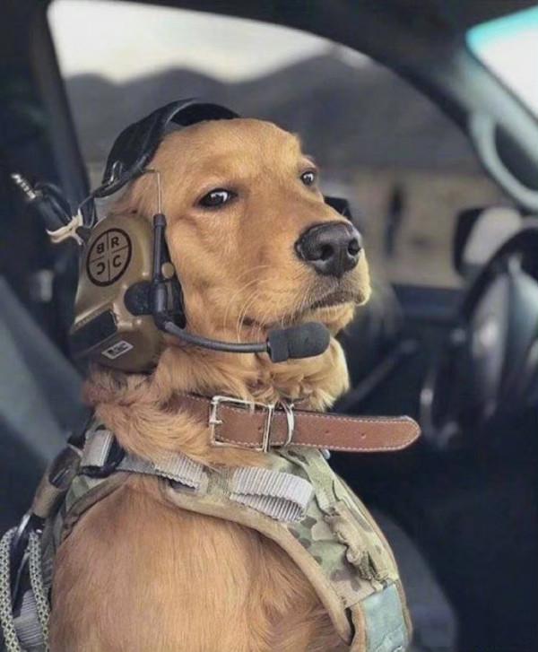 為什麼人們對貓容忍度很高,對狗卻異常嚴厲? 為什麼人們對貓容忍度很高,對狗卻異常嚴厲?