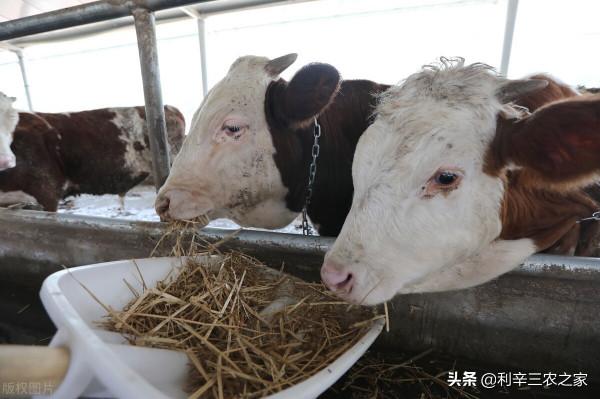為節約成本，他用秸稈來養牛，如今年入200萬，這個故事值得學習