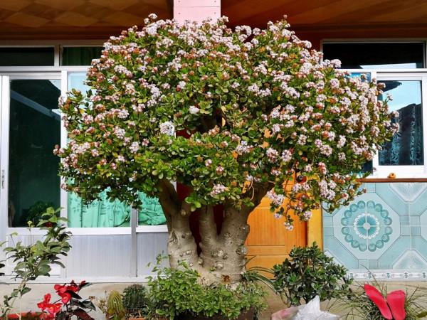 5種霸氣花，個個“醜八怪”卻吉利鎮宅，丟在角落不管，一樣爆棚