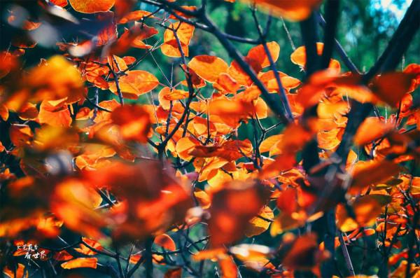 北京有一條“野香山”徒步線路，不僅有絕美紅葉，還藏著香山水庫