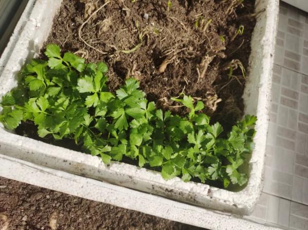 這6種菜,吃完“菜根”別扔,插進花盆裡勤澆水,兩週成小菜園 這6種菜,吃完“菜根”別扔,插進花盆裡勤澆水,兩週成小菜園