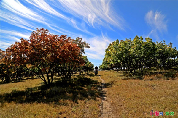 20220222最有愛的一天！看草原上那些成雙成對的風景