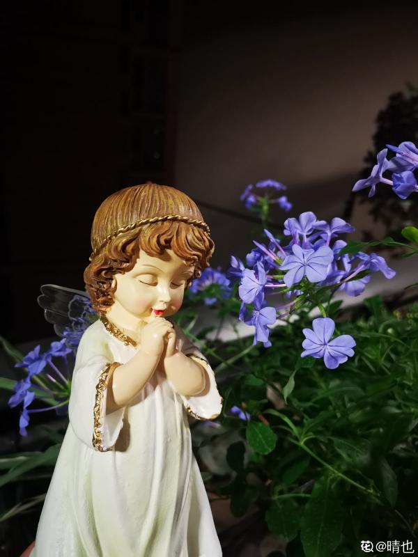 藍雪花?賞心悅目又降暑,夏季養花首選 藍雪花?賞心悅目又降暑,夏季養花首選